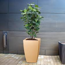 Tree Pot